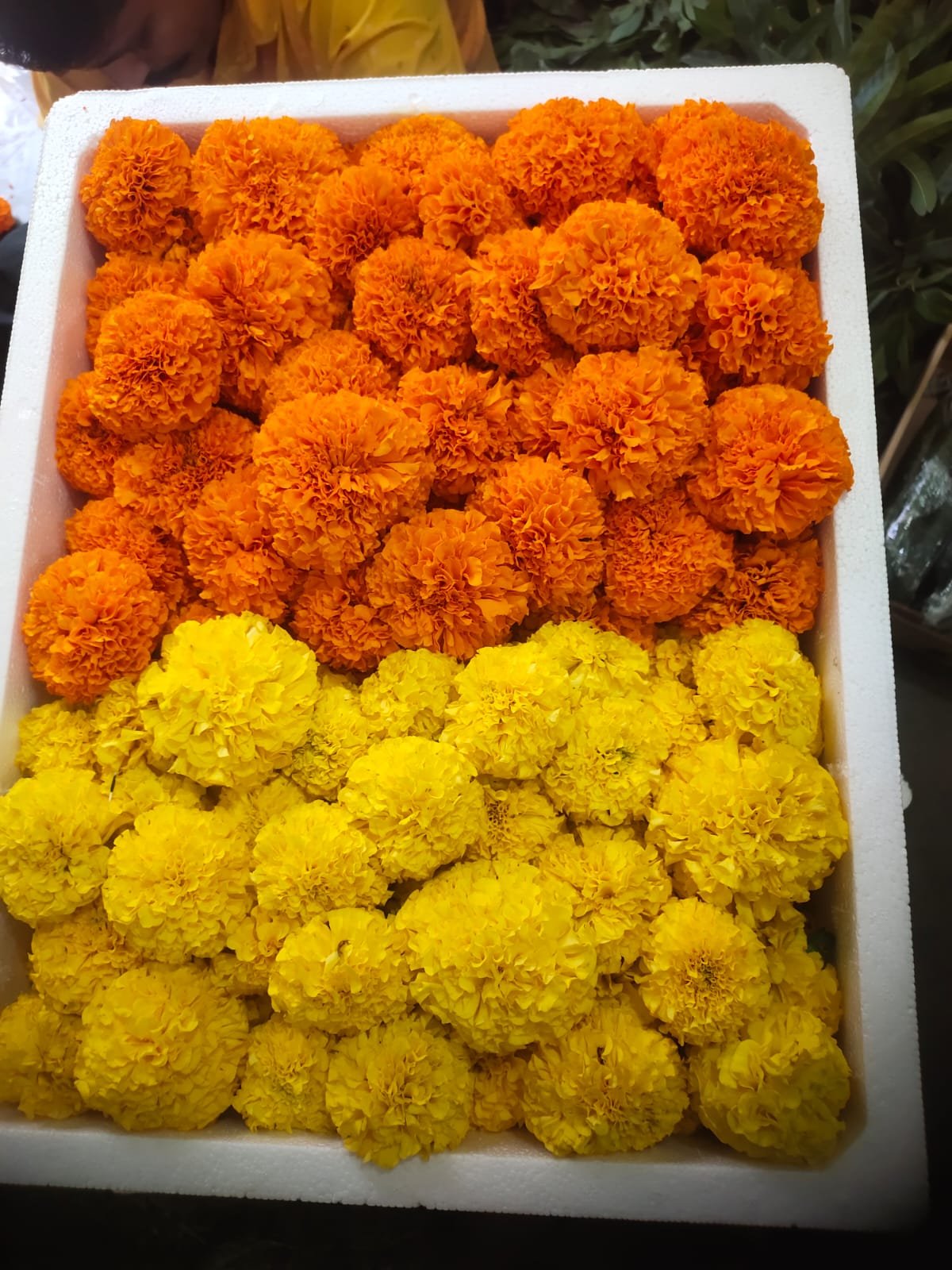 Marigold flowers mix