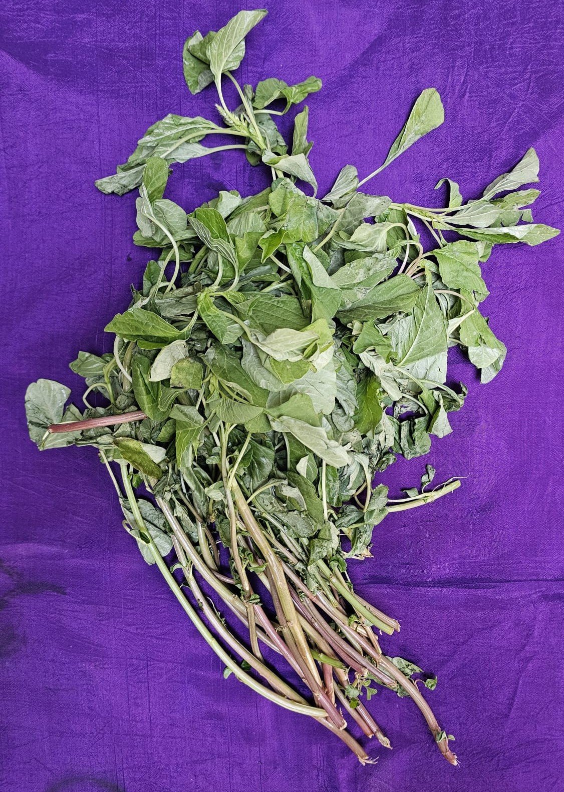Green Amaranthus