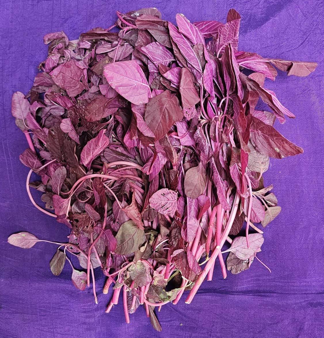 Red Amaranthus