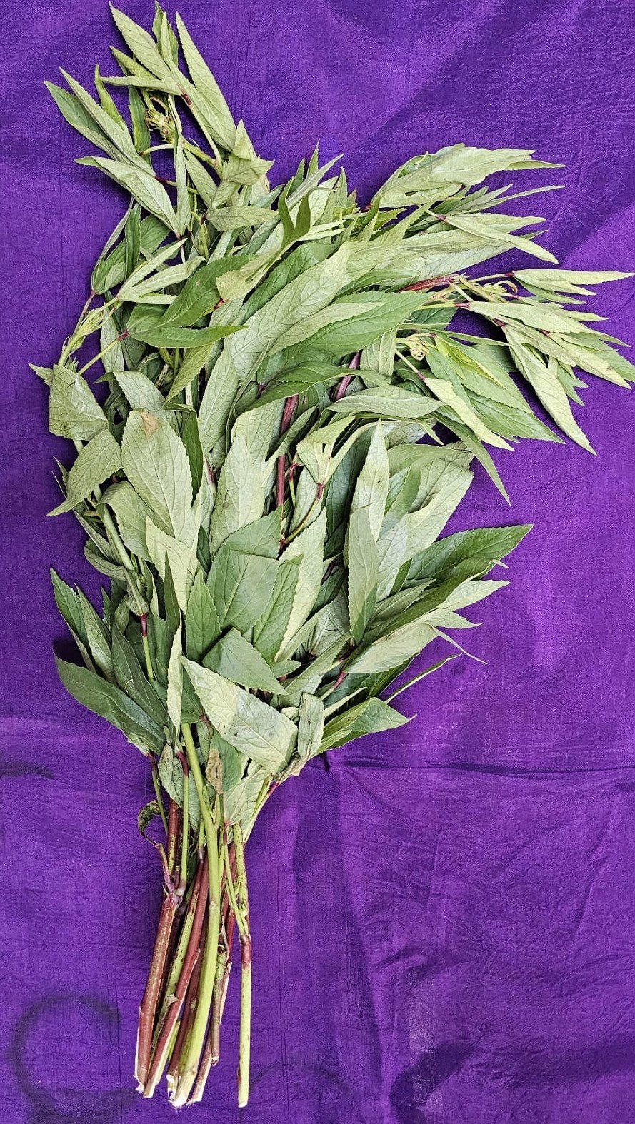 Gongura leaves
